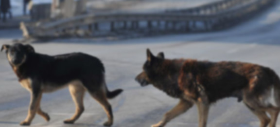 Sono responsabili azienda sanitaria e comune a seguito di un incidente determinato dallo scontro con un animale randagio