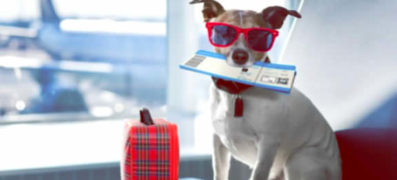 Portare il cane o il gatto in viaggio: verificare i limiti di dimensioni e di peso per imbarcare un animale sull’areo e le regole delle compagnie